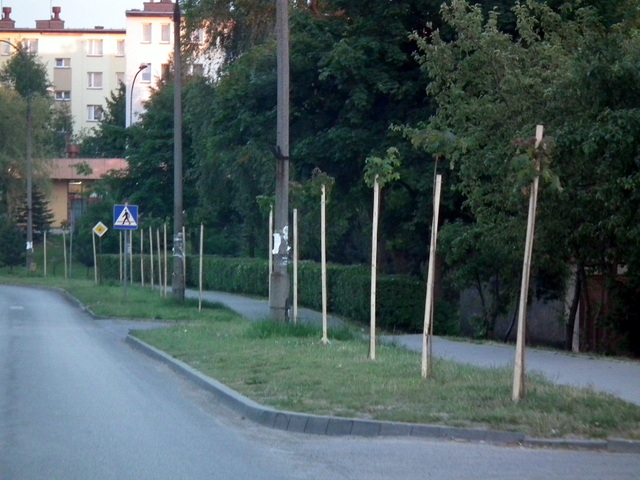 drzewa drogi powiat2