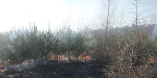 wypalanie traw 2015 2