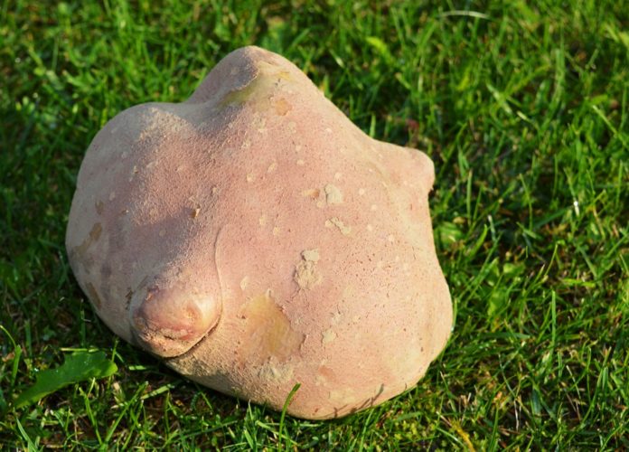 ziemniak rekordzista