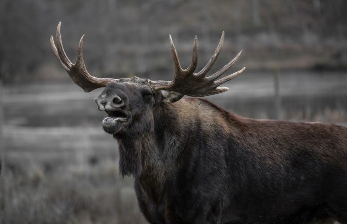 moose 602659 1920