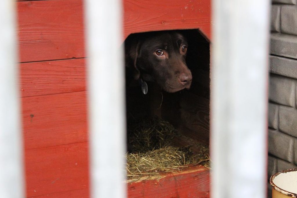 Bolesławskie schronisko w ogniu krytyki