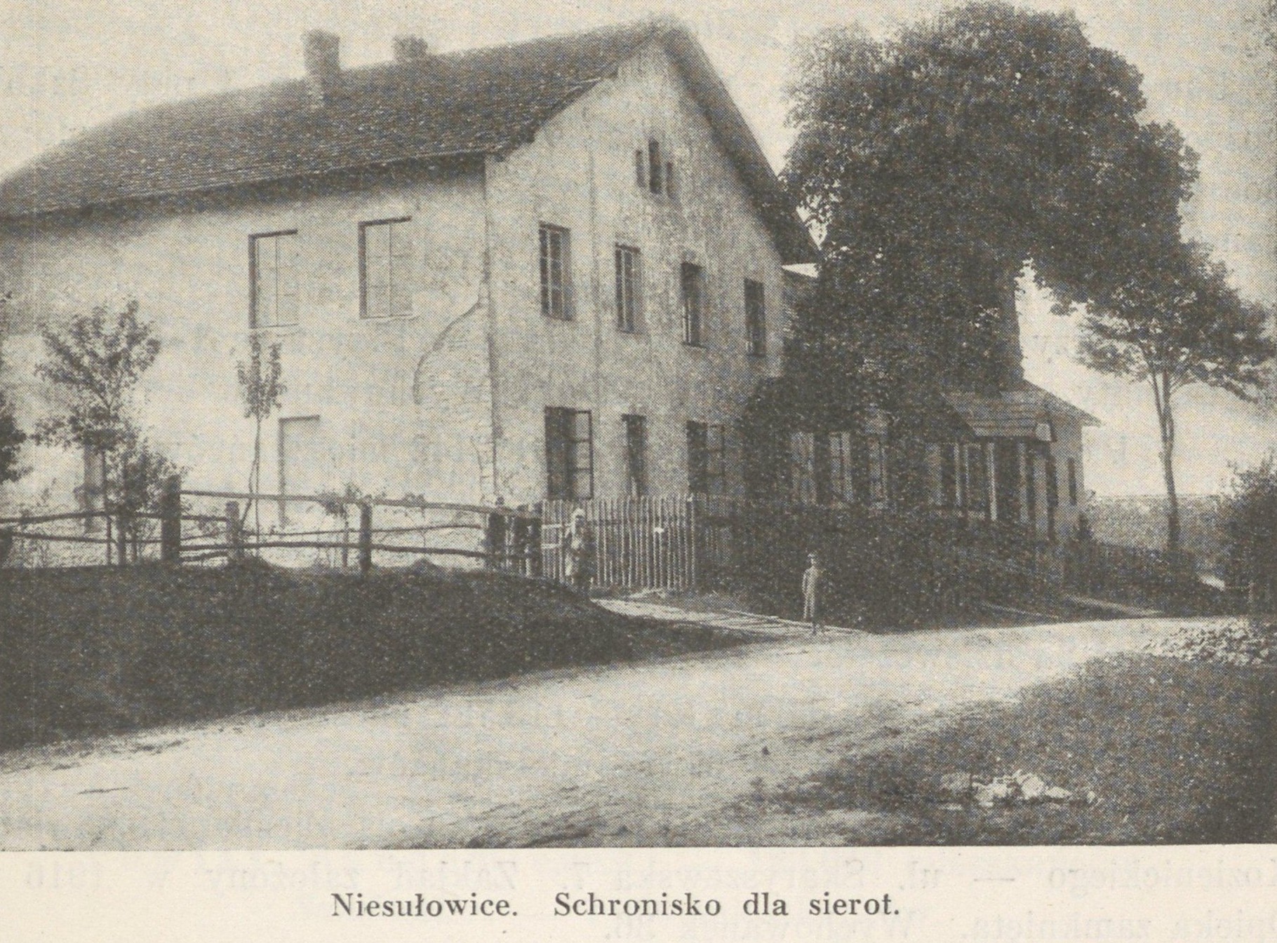 Znalazły schronienie w Niesułowicach